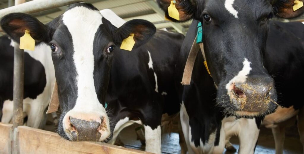 Åben hus hos Jesper Olesen